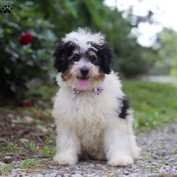 Tundra, Mini Bernedoodle Puppy